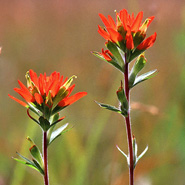 indian_paintbrush_small